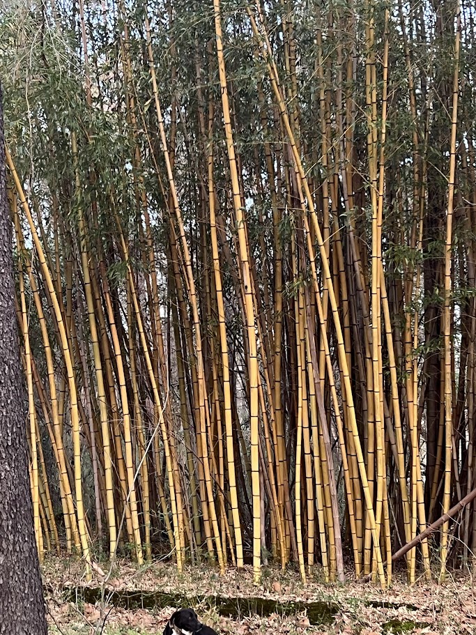 ArkLaTex Bamboo RY grove